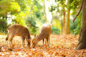Nara Japan 6 Meetup Spots Recommendations